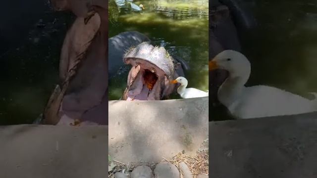 Утка Ест из Бегемота ? #животные #смешно #animals #funny #funnyanimals #shortvideo #short #shorts смотреть онлайн