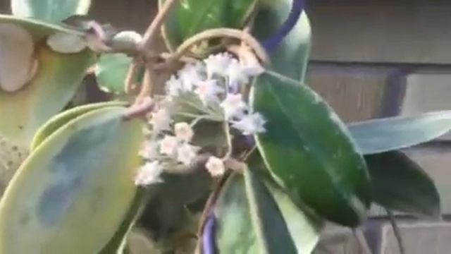 Hoya Verticillata Albomarginata