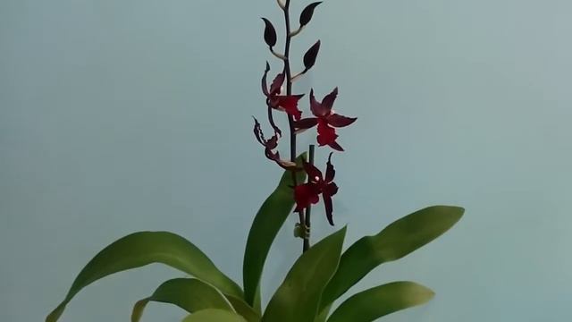 Обзор покупки Colmanara Massai Red (Камбрия, Колманара)!!!!)))