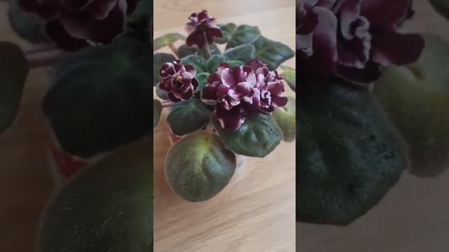 fialka BLACK UHURU зимние цветение смотреть онлайн