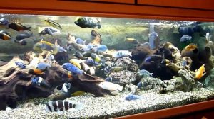 Большой аквариум с цихлидами или все реки впадают в моря