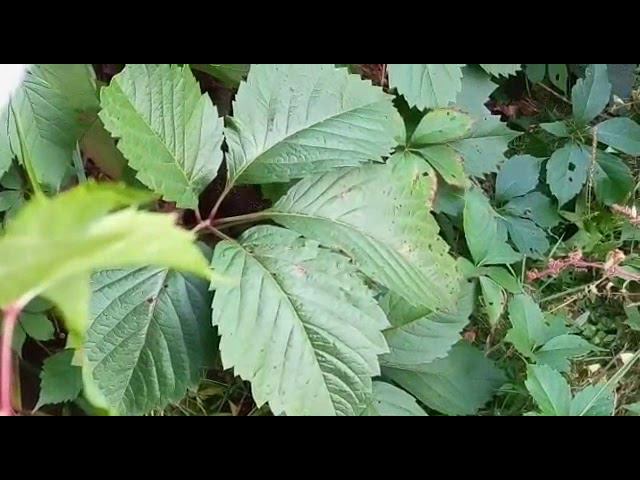 Чавкающий ёжик