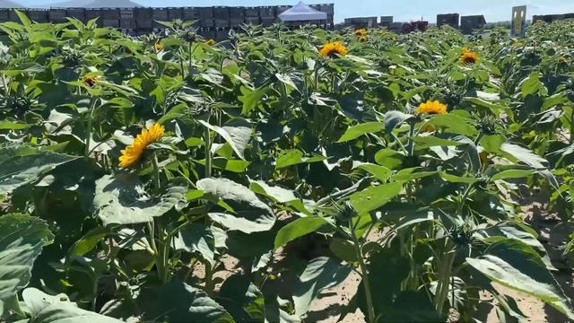 U Pick Sunflowers at Fifer's смотреть онлайн