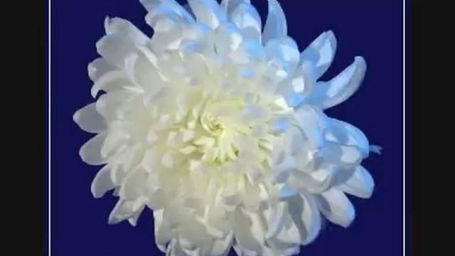 В. Маркин - А Ты опять, сегодня не пришла... смотреть онлайн