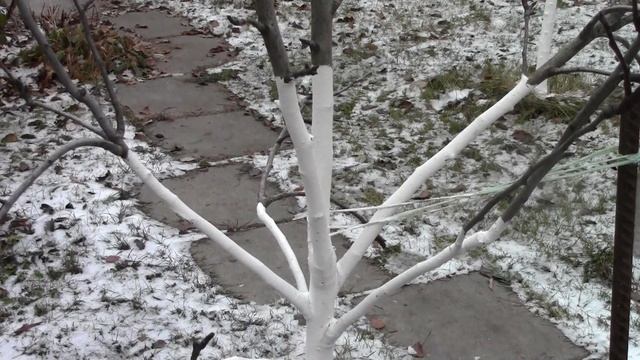 А вы побелили деревья??//Когда белить деревья? смотреть онлайн