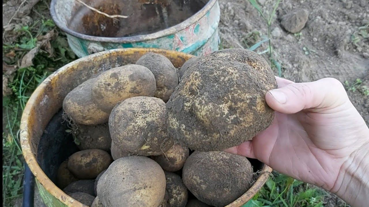 Чудо картошка. Итоги огородного сезона смотреть онлайн