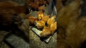 Почему цветной бройлер мне выгоднее чем белый?