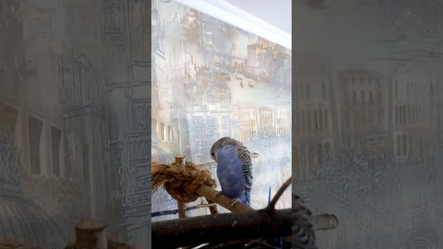 Уход за волнистым попугаем. Полезное лакомство. смотреть онлайн