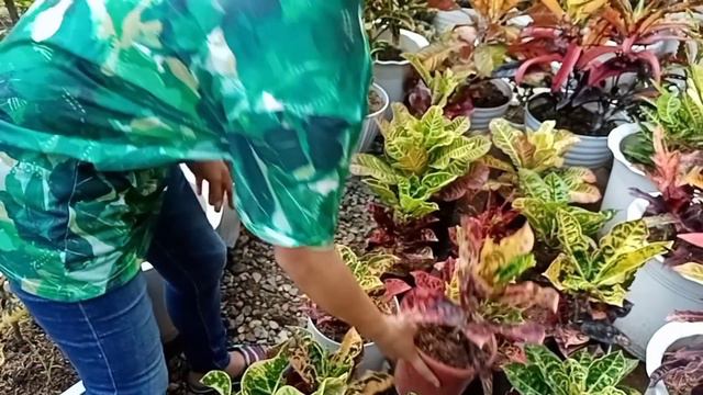 NAKAKAMANGHANG RARE VARIETIES NG CROTONS NASA LOOBAN! CARE TIPS + PROPAGATION | JOM & KIMS GARDEN
