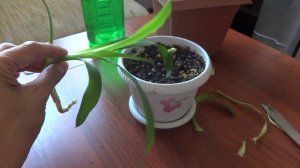 Цветы в моем доме. Комнатные растения. Как переукоренять кордилину.