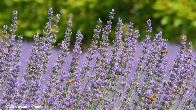 Нежная музыка, успокаивает нервную систему и радует душу - лечебная музыка для сердца и сосудов смотреть онлайн