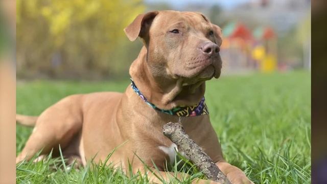 American Staffordshire Terrier - Top 10 Facts [Amstaff] смотреть онлайн