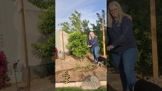 Watering Fruit Trees in the Desert смотреть онлайн