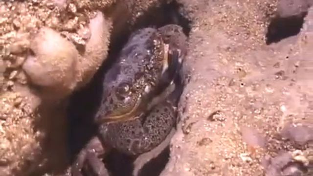© Каменный краб Eriphia verrucosa 01 Video Dr Oleg Kovtun смотреть онлайн