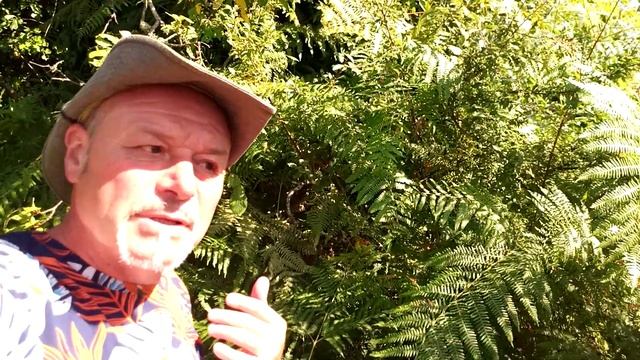 Pourquoi utiliser les fougères au jardin ? insecticides et paillage ? смотреть онлайн