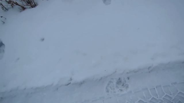 Охота на волка. Волчьей тропой. смотреть онлайн