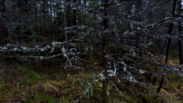 Ушли ЖИТЬ В ЛЕС пока СТРОИМ ДОМ | Как ПОСТРОИТЬ теплое УКРЫТИЕ за несколько часов смотреть онлайн