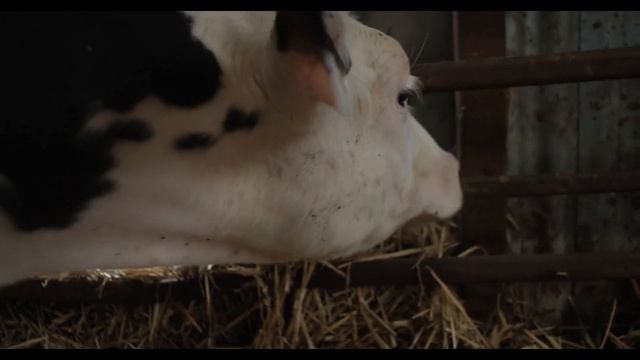 Корова смотреть онлайн