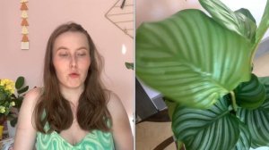 Калатея Орбифолия / Мои растения /Уход за растениями