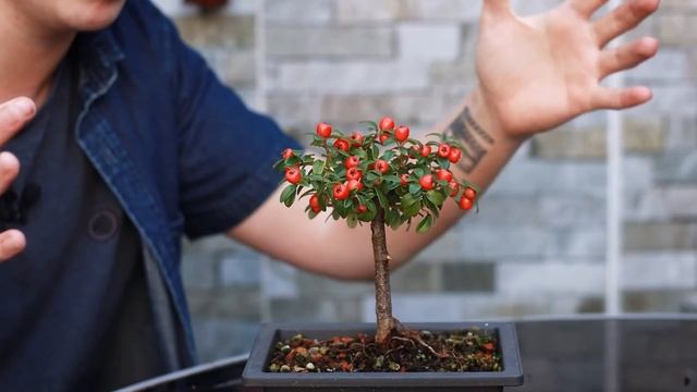 Dealing with Problem Bonsai Trees - Cotoneaster? смотреть онлайн