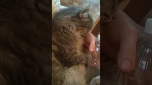 как быстро помочь кошке при проблеме мочевого пузыря.
