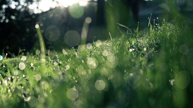 Grass Field with Dew at Dawn 4K - ITS ROYALTY FREE смотреть онлайн