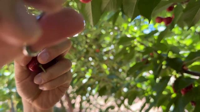 2023 Cherry Picking in Brentwood, CA 5/19/2023 смотреть онлайн