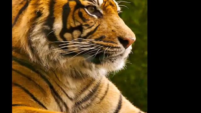 Милые животные часть 2 смотреть онлайн