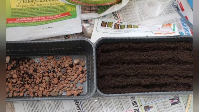 Как вырастить лаванду из семян.Морозостойкие сорта. смотреть онлайн