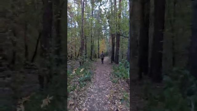 Прогулка по осеннему лесу к реке Миасс. /Природа Урала. смотреть онлайн