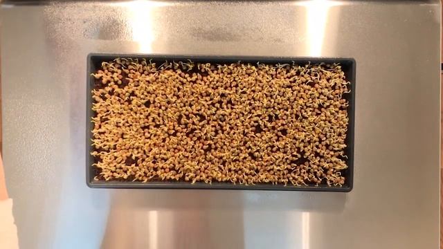 HOW TO GROW MICROGREENS || PEAS - SPECKLED || Step by Step Guide смотреть онлайн