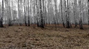 Весенние выходы с фишер ф44