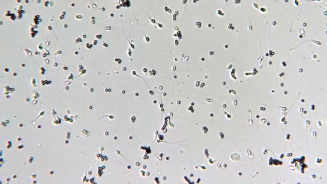 Vidéo MAR-Test 1 смотреть онлайн