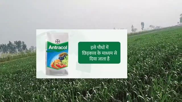 एंट्राकोल , ANTRACOL FUNGICIDE