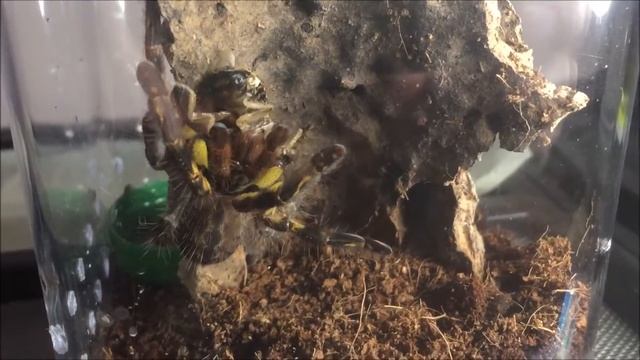 Poecilotheria Ornata L6 Feeding