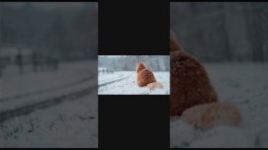 А может это был тик ток