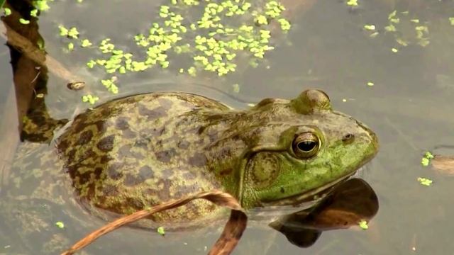 Самые Интересные Факты #4 | Most Interesting Facts #4