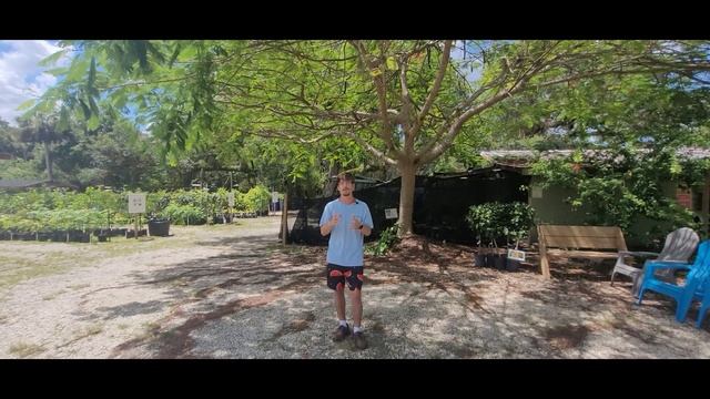 Royal Poinciana - Delonix regia смотреть онлайн