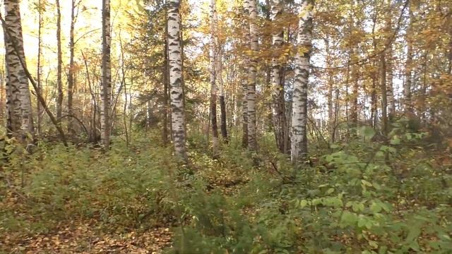 И все таки грибной сезон закончился смотреть онлайн