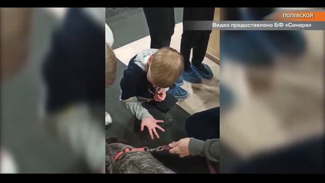 Четвероногие волонтеры смотреть онлайн