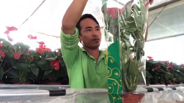 Anthurium red masuk plastik siap kirim area Sarawak смотреть онлайн