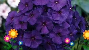 Флокс метельчатый (Amethyst). Краткий обзор, описание характеристик, где купить рассада