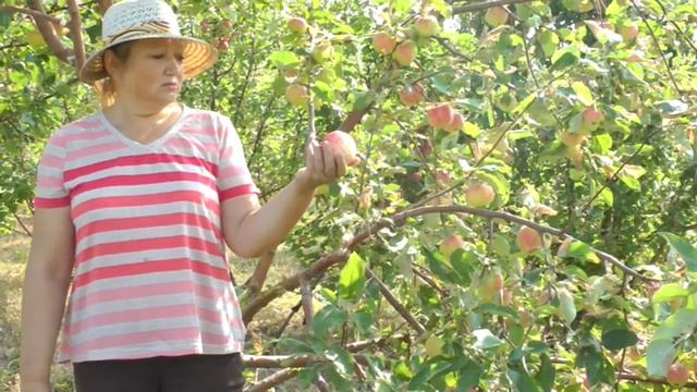 сорт Яблочный спас смотреть онлайн