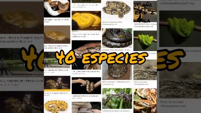 La SERPIENTE PITÓN. ENCICLOPEDIA VIRTUAL DE ANIMALES 1° AÑO, EP N 2 de Pila. смотреть онлайн