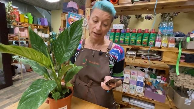 Спатифиллум Даймонд - пестролистный сорт спатифиллума | Искрящаяся красота комнатного растения смотреть онлайн