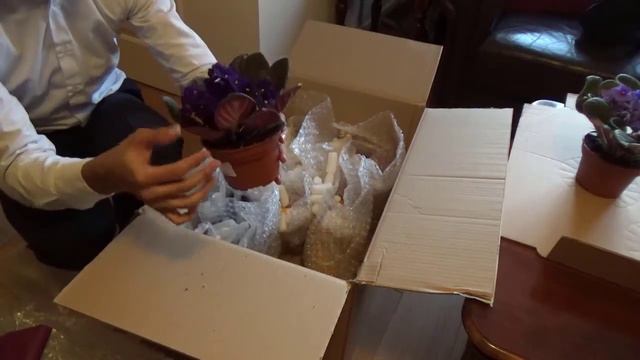African Violet Mix (St Paulia)- Unboxing смотреть онлайн