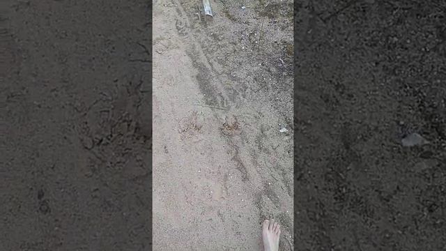 По следу лося смотреть онлайн