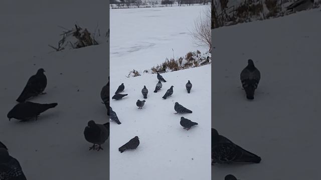 Белгород. река Внзелка, нет людей смотреть онлайн