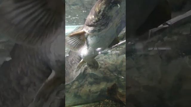 Музей-аквариум «Рыбы Амура» | Поход в музей с детьми | Museum-Aquarium "Amur Fish" смотреть онлайн