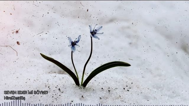 HiraiZerdüş | Sen de beni sevdin mi? смотреть онлайн